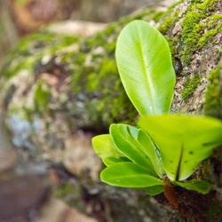 Daintree